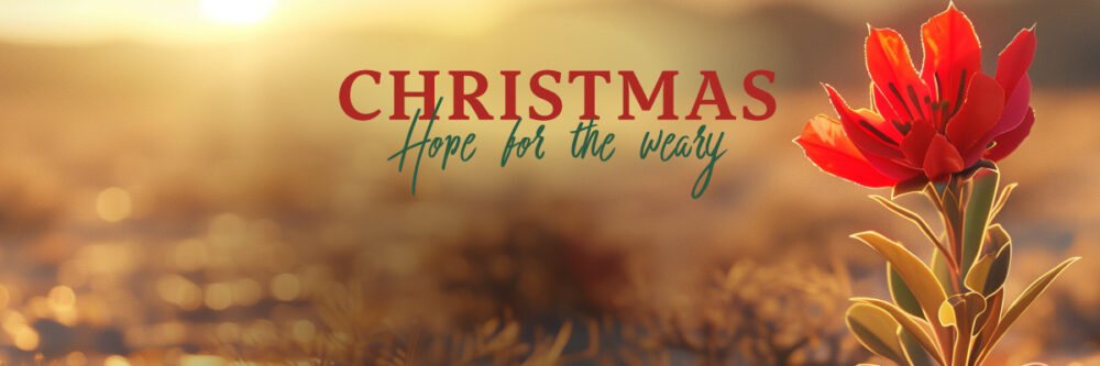 Christmas 2024 - Hope For The Weary Image